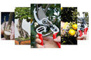 tesoura para jardim  Tesoura FUJI de Poda - Plant Cutter  Tesoura FUJI de Poda - Plant  Tesoura FUJI - Plant Cutter  Tesoura FUJI  tesoura de poda profissional  tesoura de poda  tesoura de jardinagem  tesoura de jardim  Tesoura - Plant Cutter  poda  Ferramentas e Equipamentos  Ferramentas