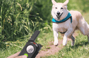 Coleira Anti Latido E Adestramento - Collar Anti-Bark - Fragamaiaqual a melhor coleira antilatido  pet  MAIS_VENDIDOS  coleira antilatidos  coleira antilatido para cachorro  coleira antilatido funciona mesmo  coleira antilatido cachorro  coleira antilatido  coleira anti latido  COLECAO_CACHORROS  antilatidos  antilatido  anti latido