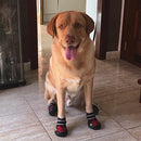 Sapato para Cachorro - Pet Boots - Fragamaiasapato para cachorro  sapato de cachorro  sapatinho para cachorro  sapatinho de cachorro  Pets  MAIS_VENDIDOS  COLECAO_CACHORROS  calçado para cachorro  botinha para cachorro  botinha de cachorro  botinha cachorro  bota para cachorro  bota de cachorro  bota cachorro